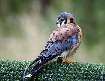 American kestrel at a bird of prey centre
