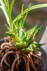 Close-up of lizard on potted plant