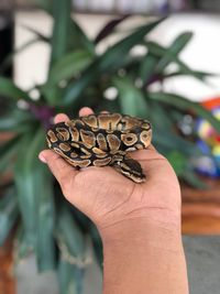 Close-up of butterfly on hand