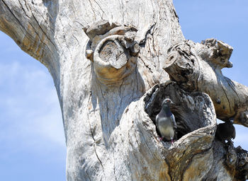 Low angle view of statue against tree trunk