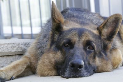 Close-up of dog resting