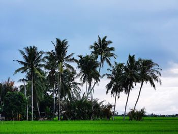 Palm trees on field against sky