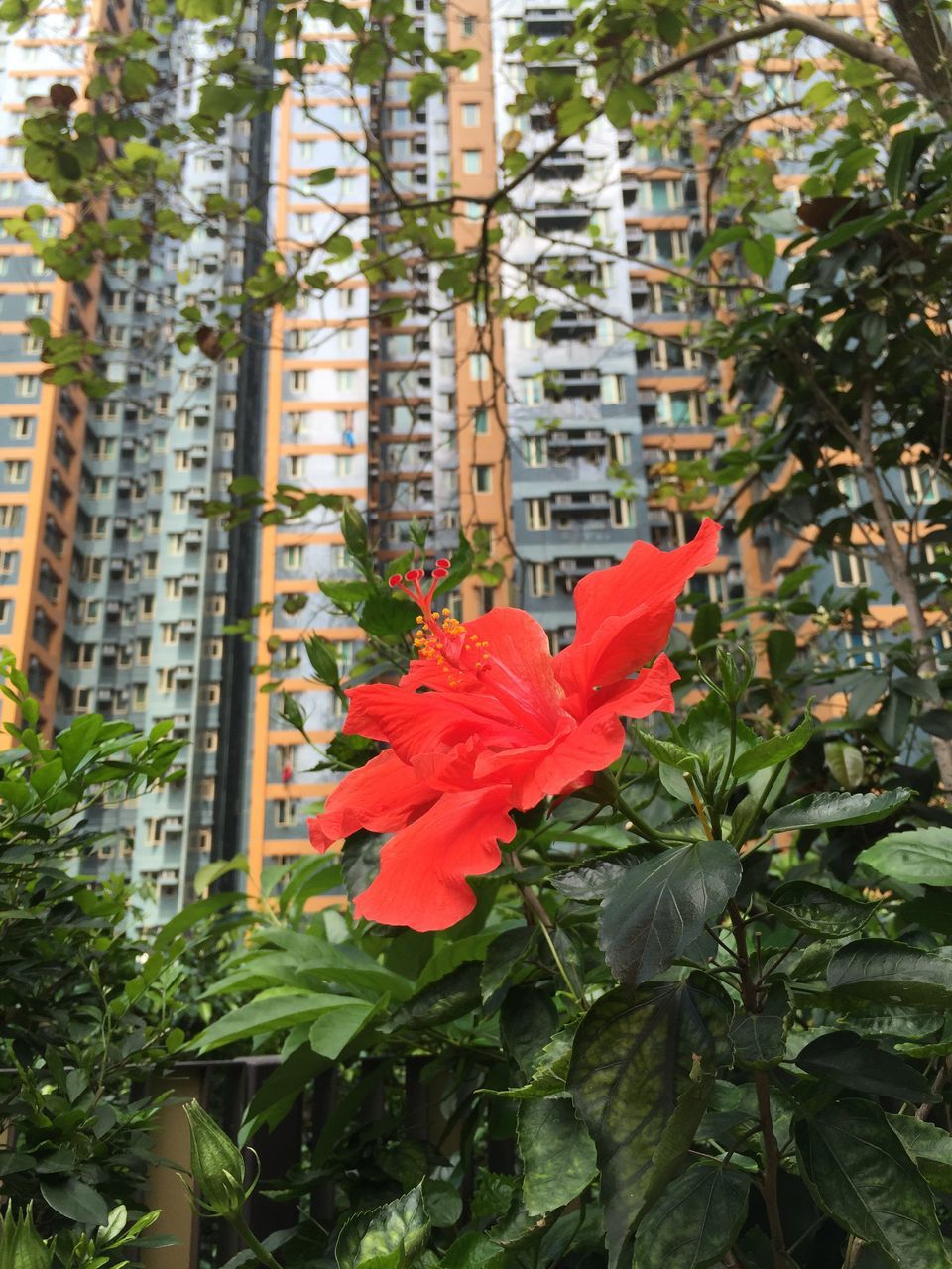 flower, building exterior, red, growth, petal, freshness, architecture, built structure, plant, fragility, leaf, flower head, blooming, beauty in nature, nature, day, outdoors, no people, in bloom, close-up