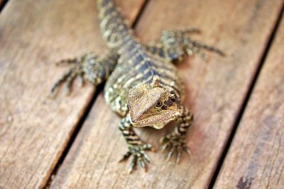 Close-up of lizard on wood