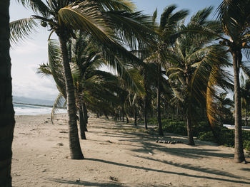 Palm trees on beach against sky