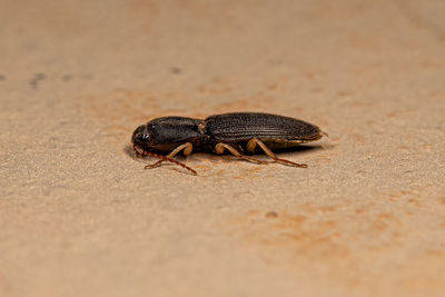 Close-up of insect