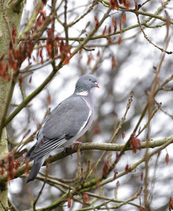 Close-up of bird perching on branch