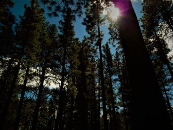 Low angle view of trees in forest