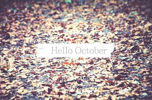 text, high angle view, communication, dry, leaf, western script, autumn, fallen, field, close-up, selective focus, abundance, day, no people, nature, ground, outdoors, stone - object, change, large group of objects