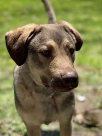 Close-up portrait of dog on field