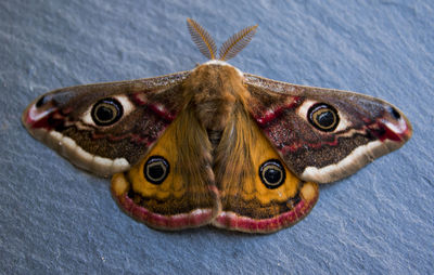 Close-up of butterfly