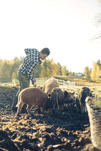 Mid adult male farmer feeding pigs at animal pen in organic farm