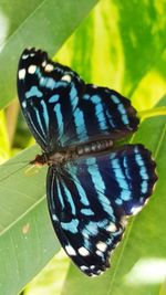 Close-up of butterfly on leaf