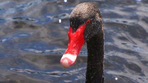 Close-up of swan on lake