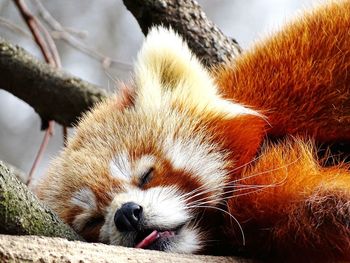 Close-up of red panda sleeping