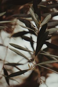 Close-up of dried leaves