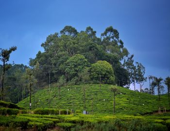 Trees on field against sky