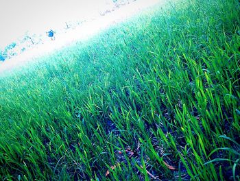 Close-up of green grass against sky