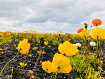 Close-up of yellow flowering plants on field against sky