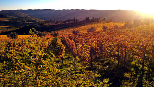 Scenic view of vineyard against sky