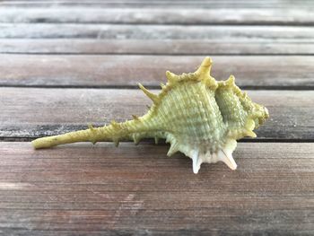 Close-up of shell on table