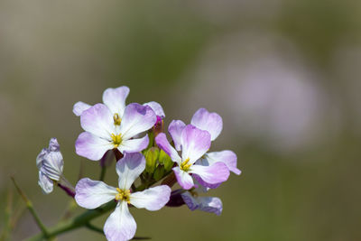 Close-up of purple flowering plant