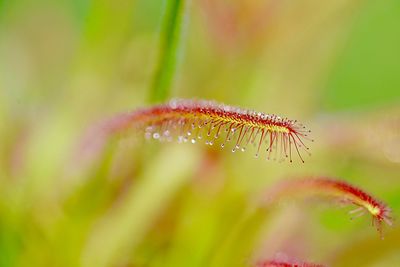 Close-up of wet plant