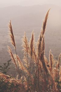 Close-up of plants against sky