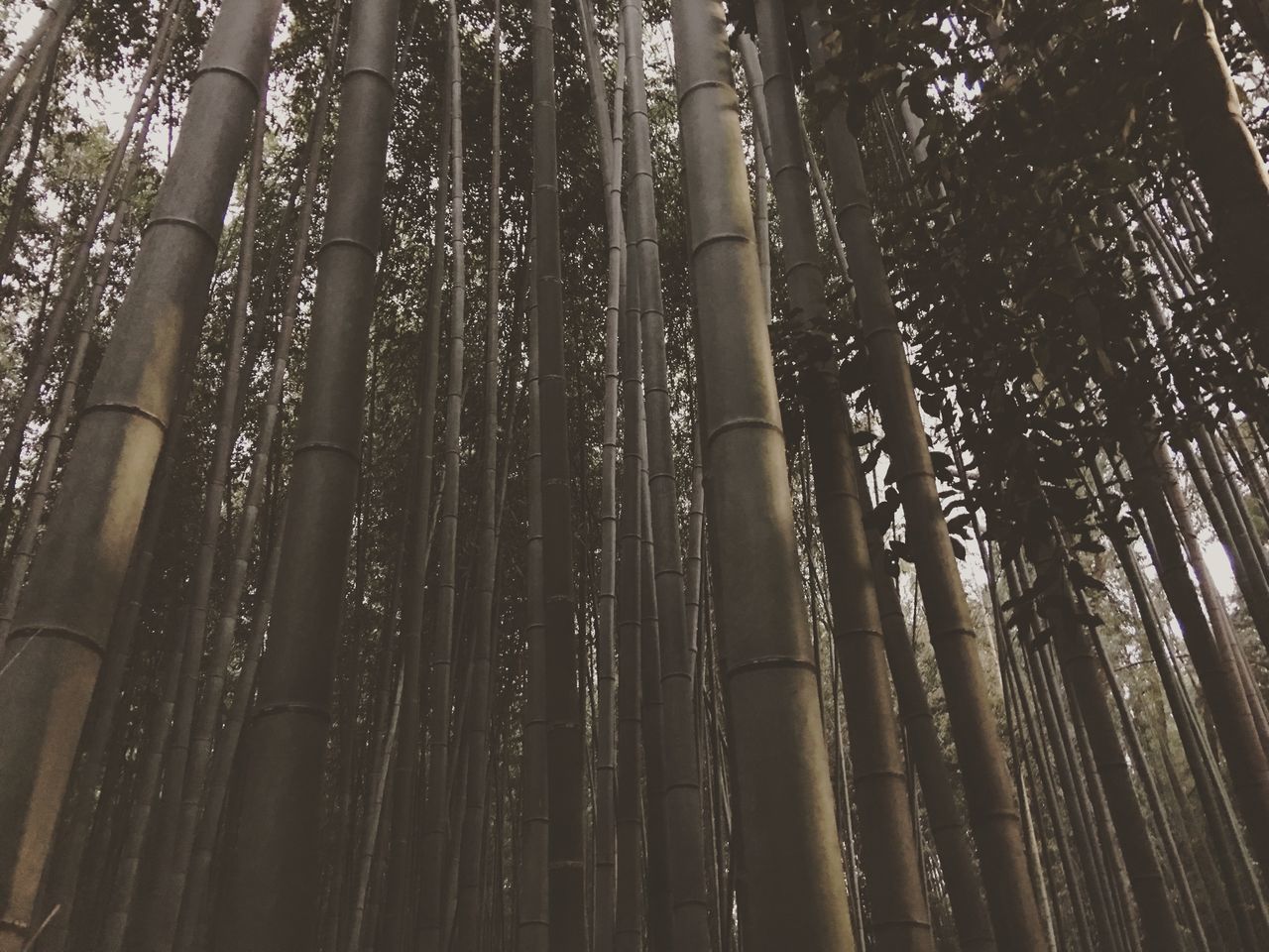 tree, forest, sunlight, low angle view, plant, land, no people, branch, bamboo - plant, tree trunk, trunk, woodland, growth, nature, tranquility, bamboo, bamboo grove, natural environment, beauty in nature, day, outdoors, full frame, scenics - nature