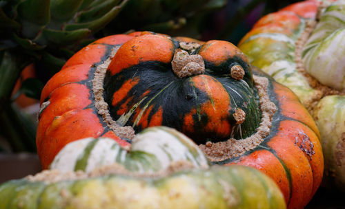 Close-up of pumpkin