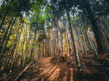 Trees in forest