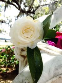 Close-up of white rose against tree