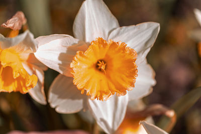 Close-up of white daffodil