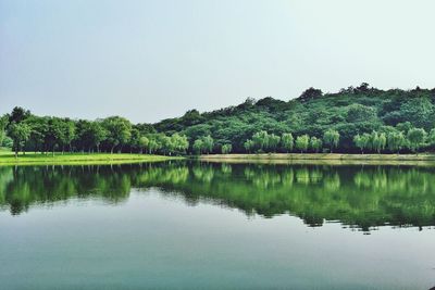 Reflection of trees in water