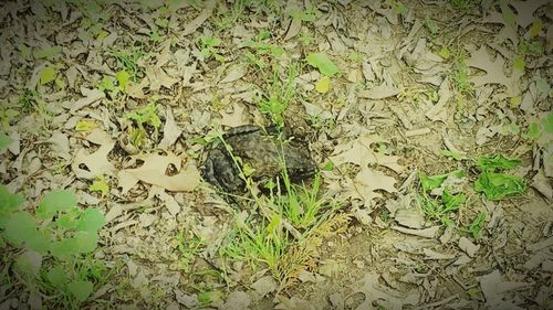 High angle view of plants on ground