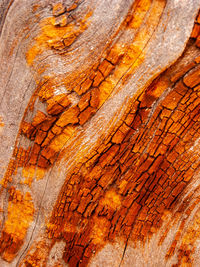 Full frame shot of tree trunk