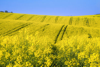 Scenic view of oilseed rape field against sky
