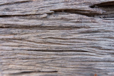 Close-up of wood