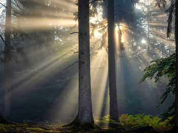 Trees in forest