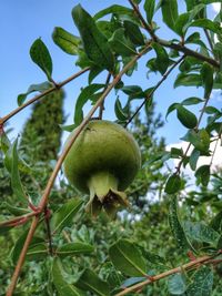 Low angle view of fruits on tree against sky