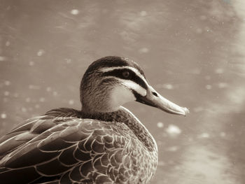 Close-up of duck swimming in lake