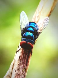 Close-up of insect on leaf