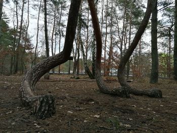 Trees on field in forest