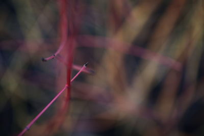 Close-up of multi colored light painting