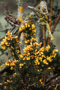 Close-up of yellow flowering plant