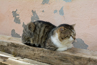 A cat is resting on a wooden beam in front of an old wall and looks to the side