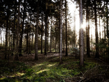 Sunlight streaming through trees in forest