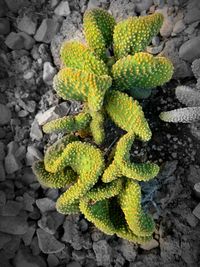 High angle view of yellow flower growing on stone