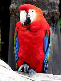 Close-up of parrot perching on red umbrella