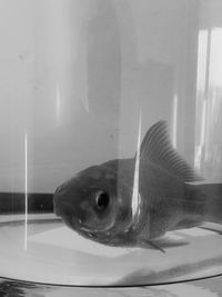 Close-up of sea fish in aquarium